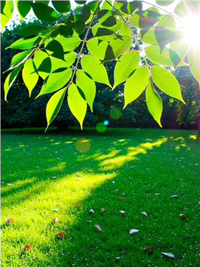 阳光透过树叶照在草地上图片